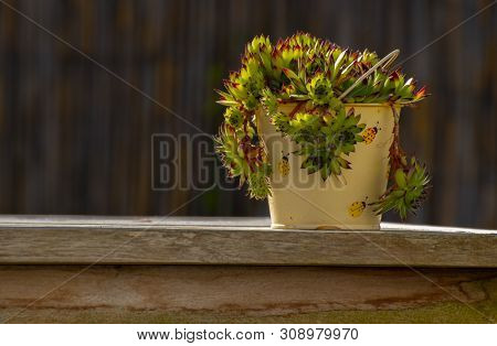 Beautiful Stone Roza In A Ladybird Bowl On An Oak Table