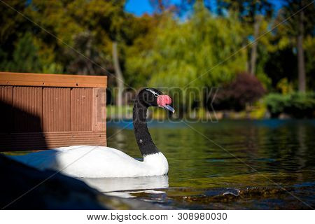 Closeup Of Black Necked Swan Cygnus Melancoryphus With A Red Know Near The Base Of The Bill And Whit