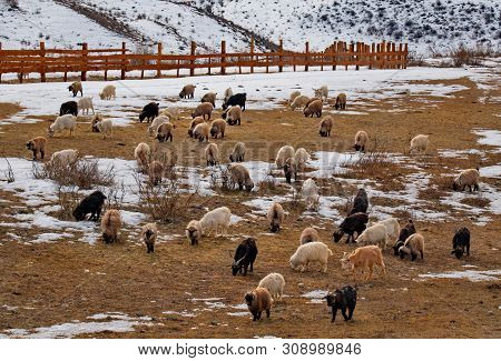 Russia. Mountain Altai. Goats Angora And Altai Breed On Snow-covered Mountain Steppes.