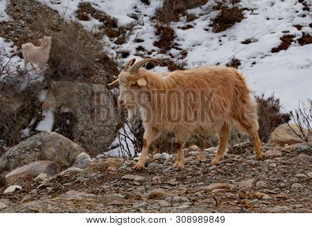Russia. Mountain Altai. Goats Altai Breed On Snow-covered Mountain Steppes.