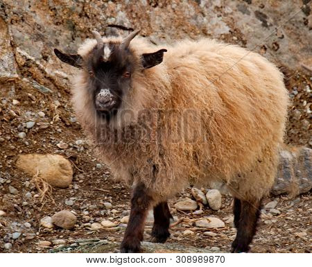 Russia. Mountain Altai. Goats Angora Breed On Snow-covered Mountain Steppes.