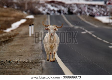 Russia. Mountain Altai. Goats Of Altai Breed Goes Along The Chuya Highway.