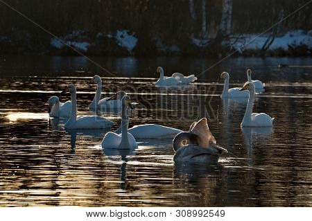 Russia. Altai Territory. Protected Freezing Lake Near The Village Of Harvest In Which Live Year-roun