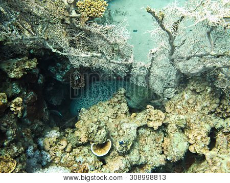 Huge Muraena. Colourful Marine Life In Red Sea, Egypt, Dahab.