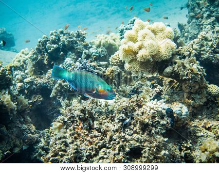 Bullethead Parrotfish. Colourful Marine Life In Red Sea, Egypt, Dahab.