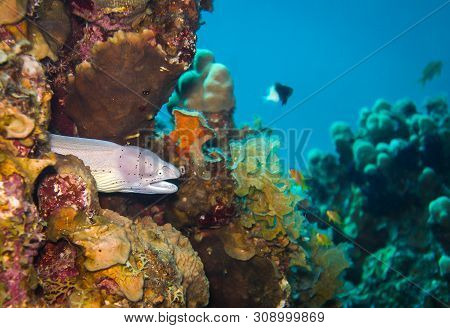 White Muraena. Colourful Marine Life In Red Sea, Egypt, Dahab.