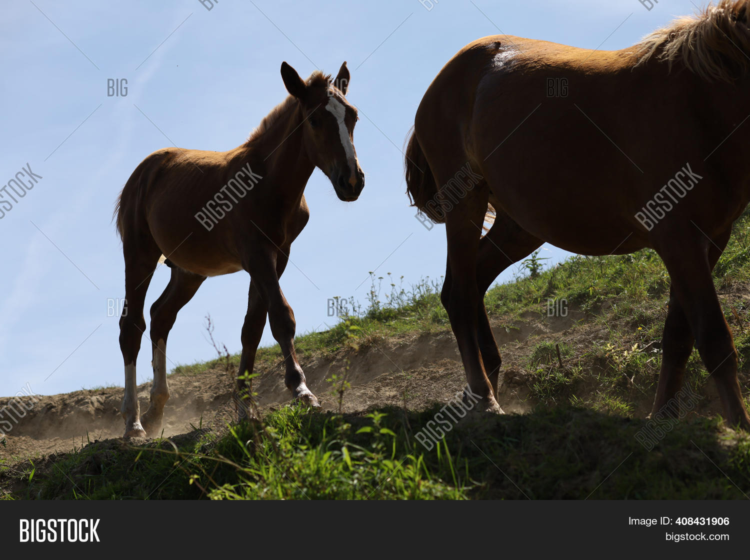 Beautiful Horses Walk Image & Photo (Free Trial) Bigstock