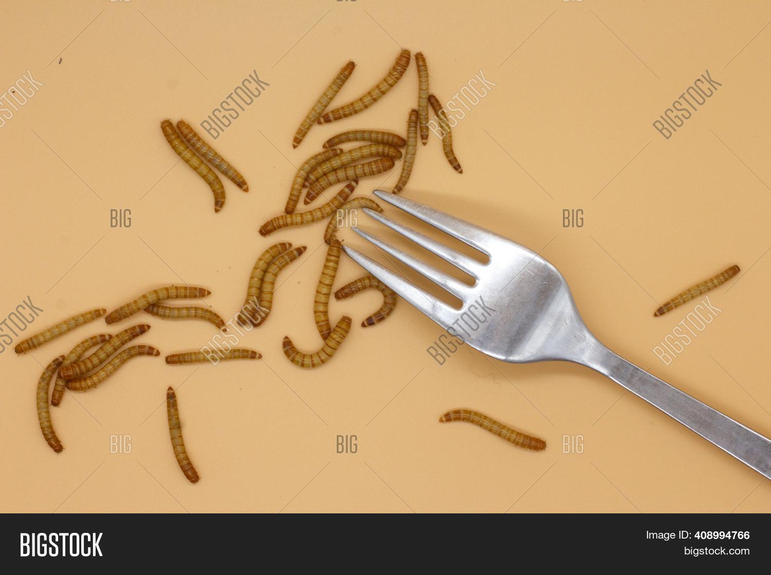 Mealworms Tenebrio Image & Photo (Free Trial) Bigstock