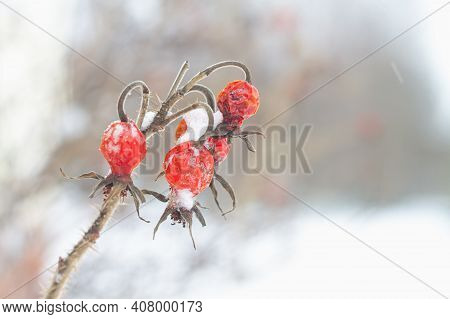 The Red Berries Of A Dogrose On A Thorny Bush In The Winter.