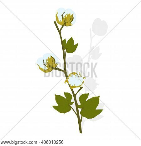 Cotton Flower Branch With Green Leaves Vector Stock Illustration. The Box Is 100% Cotton. Spring Spr