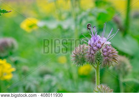 Natural Green Background With Flowers In The Park