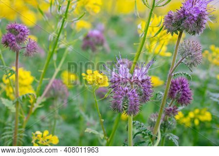Natural Green Background With Flowers In The Park