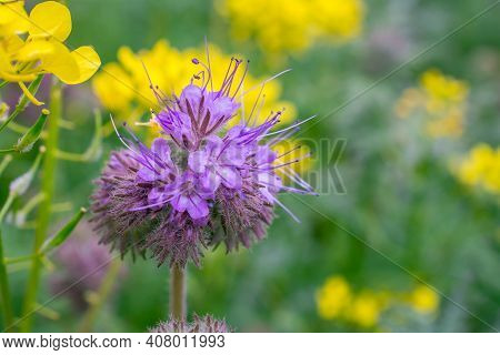 Beautiful Cornflower Flowers Growing In Traditional English Garden