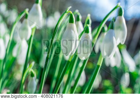 Beautiful Spring Snowdrop  Flowers In Forest On Early Spring