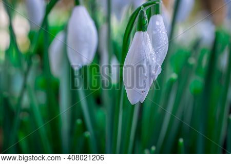 Beautiful Spring Snowdrop  Flowers In Forest On Early Spring