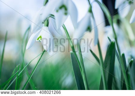 Beautiful Spring Snowdrop  Flowers In Forest On Early Spring