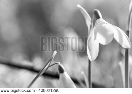 Beautiful Spring Snowdrop  Flowers In Forest On Early Spring
