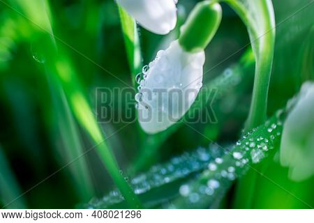 Beautiful Spring Snowdrop  Flowers In Forest On Early Spring
