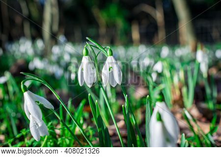 Beautiful Spring Snowdrop  Flowers In Forest On Early Spring