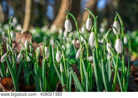 Beautiful Spring Snowdrop  Flowers In Forest On Early Spring
