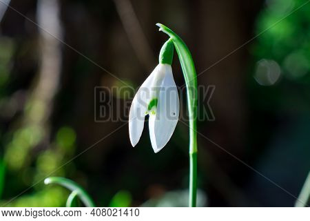 Beautiful Spring Snowdrop  Flowers In Forest On Early Spring