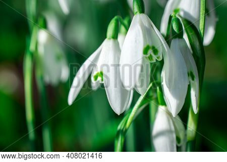 Beautiful Spring Snowdrop  Flowers In Forest On Early Spring