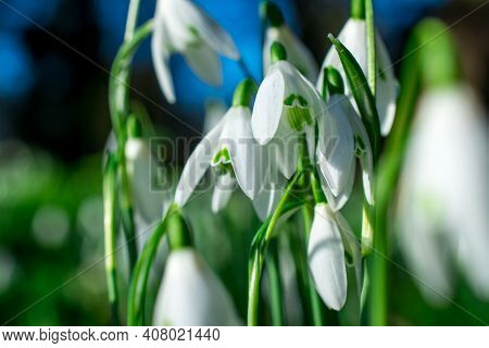 Beautiful Spring Snowdrop  Flowers In Forest On Early Spring