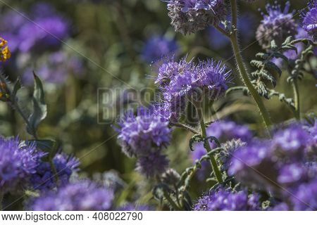 Lacy Scorpionweed, Phacelia Tanacetifolia, Is Also Common In Antelope Valley California Poppy Reserv