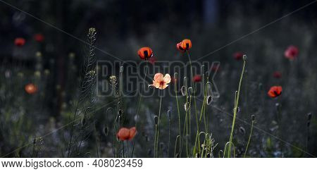 Textured, Close-up Poppy Freshness.a Living Embodiment Of The Fantasy Of Nature.natural And Beautifu