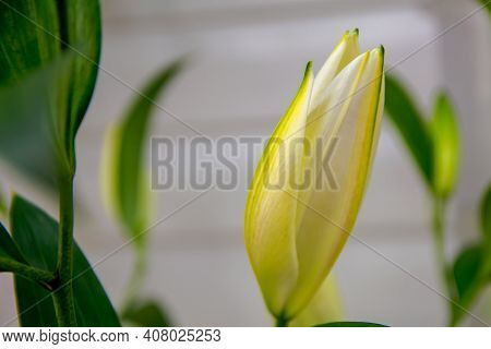 Lily Flower, Close-up Of A Closed Flower.