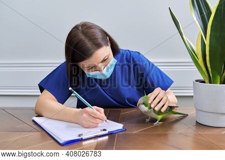 Doctor Woman Veterinarian Examining A Green Quaker Parrot. Pet Bird On Examination At The Vet Clinic