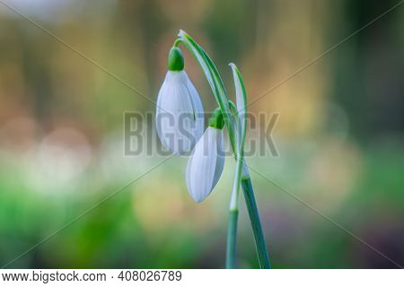 Beautiful Spring White Snowdrop Flowers In Forest