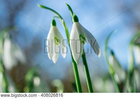 Beautiful Spring White Snowdrop Flowers In Forest