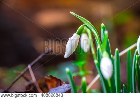 Beautiful Spring White Snowdrop Flowers In Forest