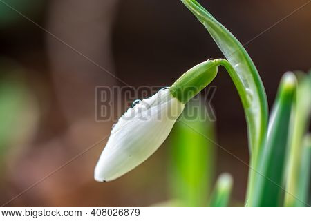 Beautiful Spring White Snowdrop Flowers In Forest