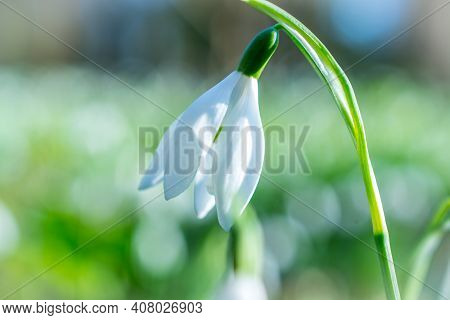Beautiful Spring White Snowdrop Flowers In Forest