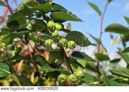 A Branch Of Cotoneaster Berries In The Spring Against The Sky