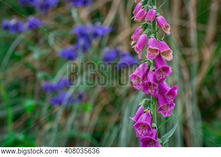 Beautiful  Flower On Spring  In The Park