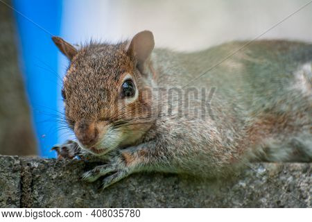 Hungry Squirrel In Traditional English Park On Sunny Day