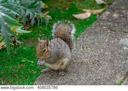 Hungry Squirrel In Traditional English Park On Sunny Day