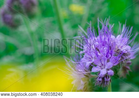Nature Background With  Beautiful Violet Phacelia Flowers