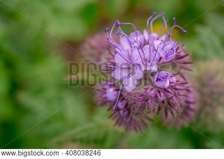 Nature Background With  Beautiful Violet Phacelia Flowers