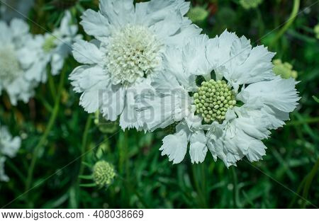Flower Of Scabiosa Columbaria With Leaves Growing In Summer Garden
