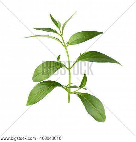 Andrographis Paniculata, Green Chirayta, King Of Bitters Leaf Isolated On Awhite Background