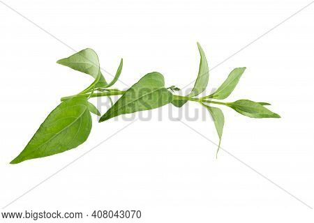 Andrographis Paniculata, Green Chirayta, King Of Bitters Leaf Isolated On Awhite Background