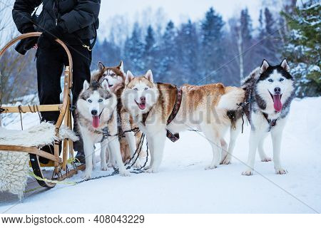 Husky Sled Dogs In Winter On Snow Day