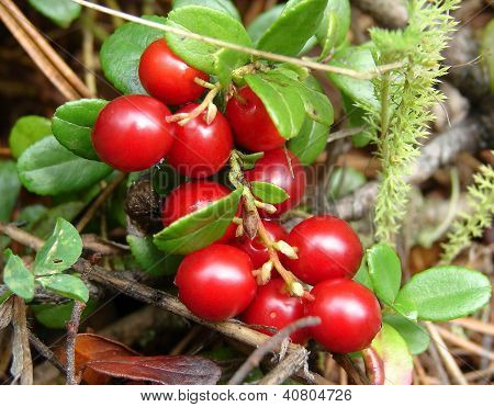 Cowberry bayas
