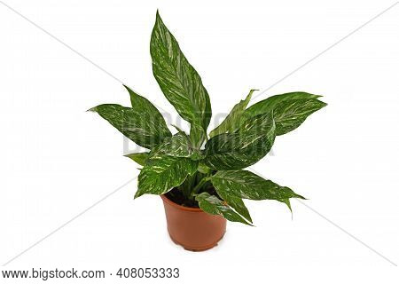 Tropical Houseplant With Botanic Name Spathiphyllum Diamond Variega With White Spots In Flower Pot I