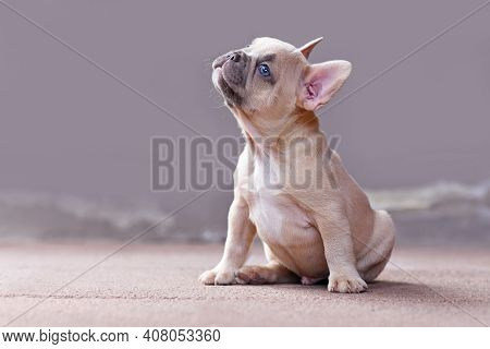 Beautiful Lilac Fawn Colored French Bulldog Dog Puppy With Blue Eyes Looking Up In Front Of Gray Bac