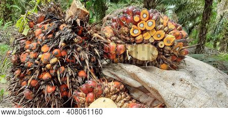 Palm Oil In The Plantations In Borneo,kalimantan